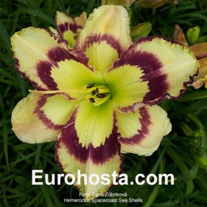 Hemerocallis Spacecoast Sea Shells