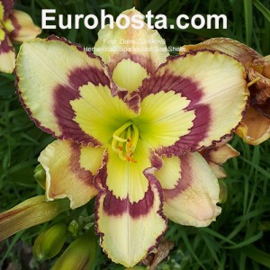 Hemerocallis Spacecoast Sea Shells