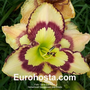 Hemerocallis Spacecoast Sea Shells