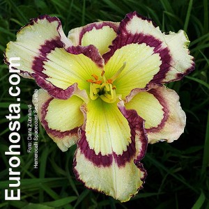 Hemerocallis Spacecoast Sea Shells