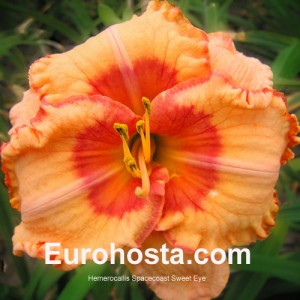 Hemerocallis Spacecoast Sweet Eye