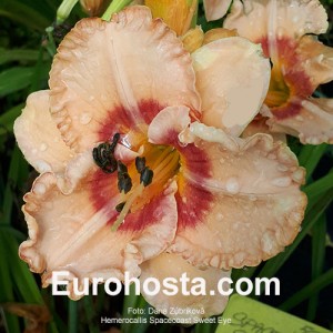 Hemerocallis Spacecoast Sweet Eye