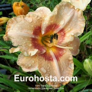 Hemerocallis Spacecoast Sweet Eye