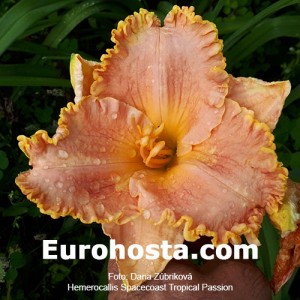 Hemerocallis Spacecoast Tropical Passion