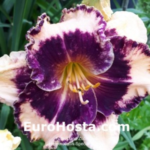 Hemerocallis Special Candy 