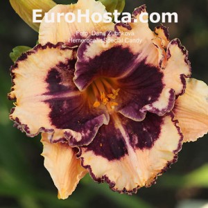 Hemerocallis Special Candy - Eurohosta