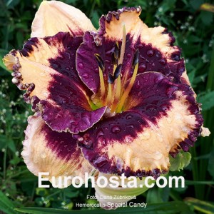 Hemerocallis Special Candy 