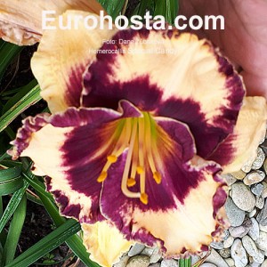 Hemerocallis Special Candy 