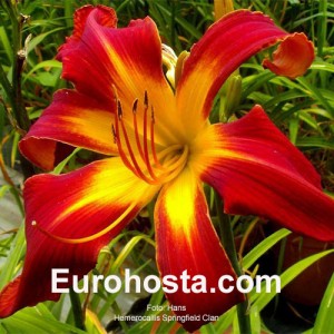 Hemerocallis Springfield Clan