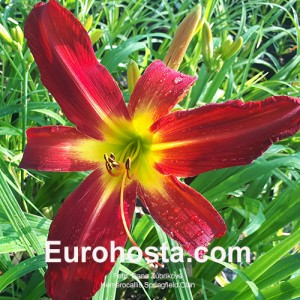 Hemerocallis Springfield Clan