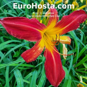 Hemerocallis Springfield Clan