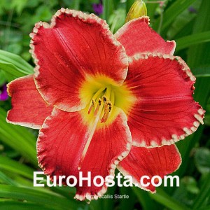 Hemerocallis Startle - Eurohosta