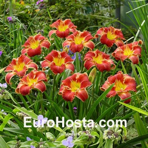 Hemerocallis Startle - Eurohosta