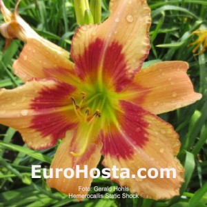 Hemerocallis Static Shock