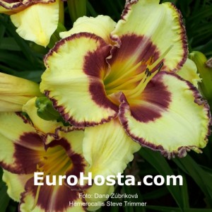 Hemerocallis Steve Trimmer