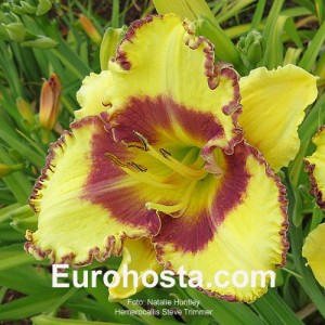 Hemerocallis Steve Trimmer 