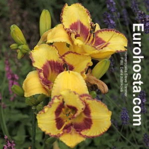 Hemerocallis Steve Trimmer 