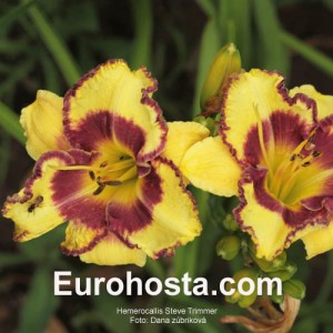 Hemerocallis Steve Trimmer 