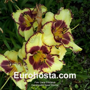 Hemerocallis Steve Trimmer