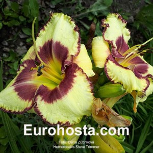 Hemerocallis Steve Trimmer