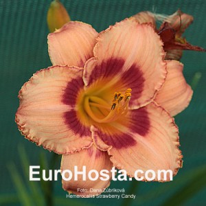 Hemerocallis Strawberry Candy - Eurohosta