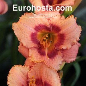 Hemerocallis Strawberry Candy - E