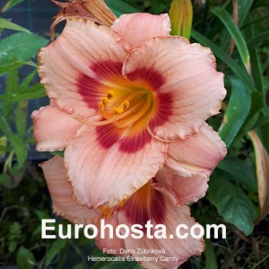 Hemerocallis Strawberry Candy - Eurohosta