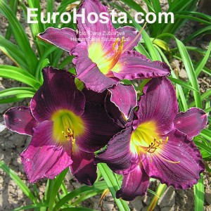 Hemerocallis Strutters Ball - Eurohosta