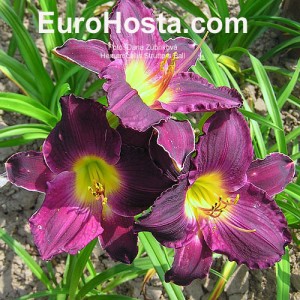 Hemerocallis Strutters Ball - Eurohosta