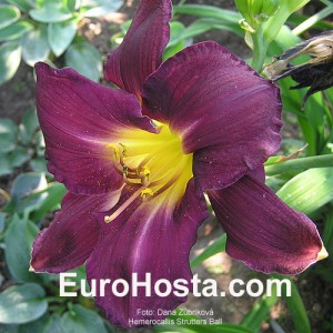 Hemerocallis Strutters Ball - Eurohosta