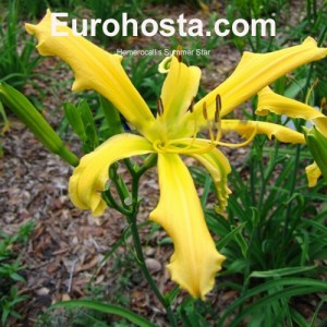 Hemerocallis Summer Star