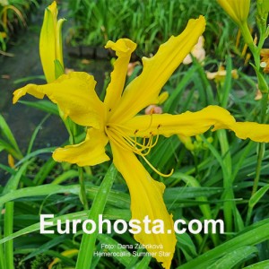 Hemerocallis Summer Star