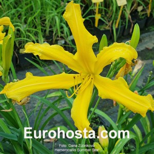 Hemerocallis Summer Star