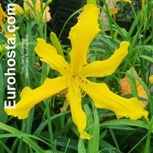 Hemerocallis Summer Star