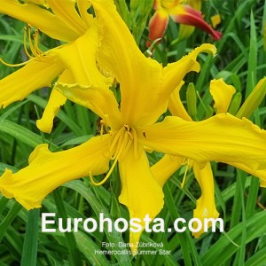 Hemerocallis Summer Star