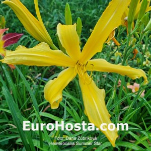 Hemerocallis Summer Star