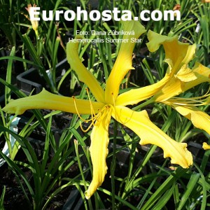 Hemerocallis Summer Star