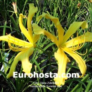 Hemerocallis Summer Star