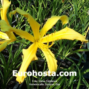 Hemerocallis Summer Star