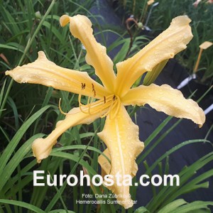 Hemerocallis Summer Star