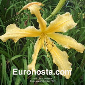 Hemerocallis Summer Star