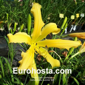 Hemerocallis Summer Star