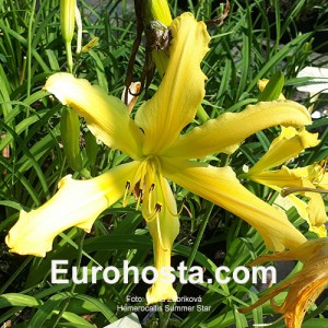 Hemerocallis Summer Star