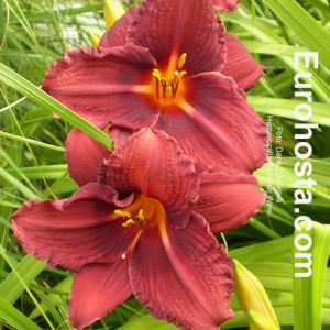 Hemerocallis Summer Wine - Eurohosta