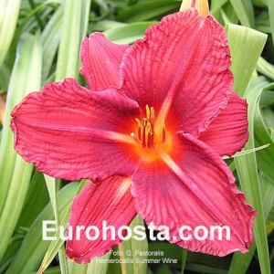 Hemerocallis Summer Wine - Eurohosta