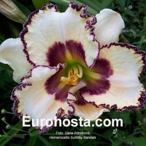 Hemerocallis Sunday Sandals