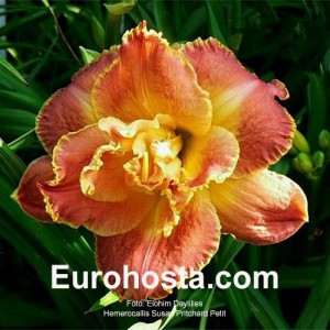 Hemerocallis Susan Pritchard Petit