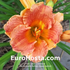 Hemerocallis Buffalo Sweet Apricot