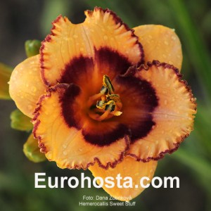 Hemerocallis Sweet Stuff