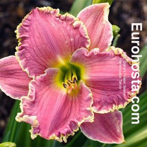 Hemerocallis Tahoe